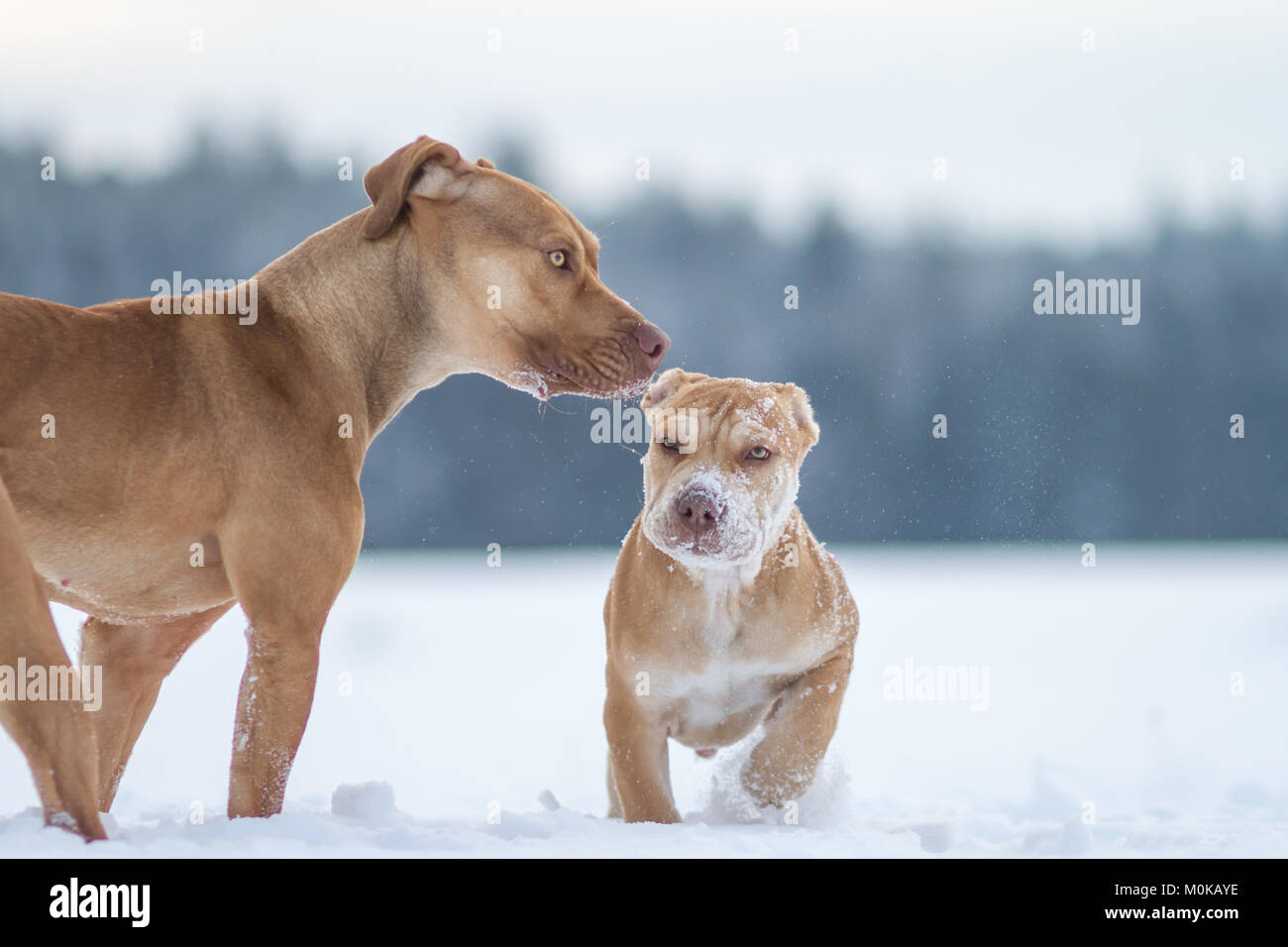 Die Grube Bulldoggen im Schnee Stockfoto