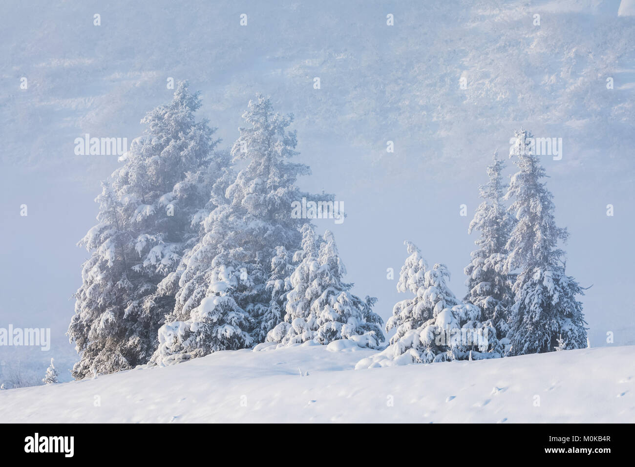 Ein Stand von Fichten mit einem frischen Staub von Schnee, nebligen Berghang im fernen Hintergrund, Turnagain Arm, Kenai Peninsula, South-Central A... Stockfoto