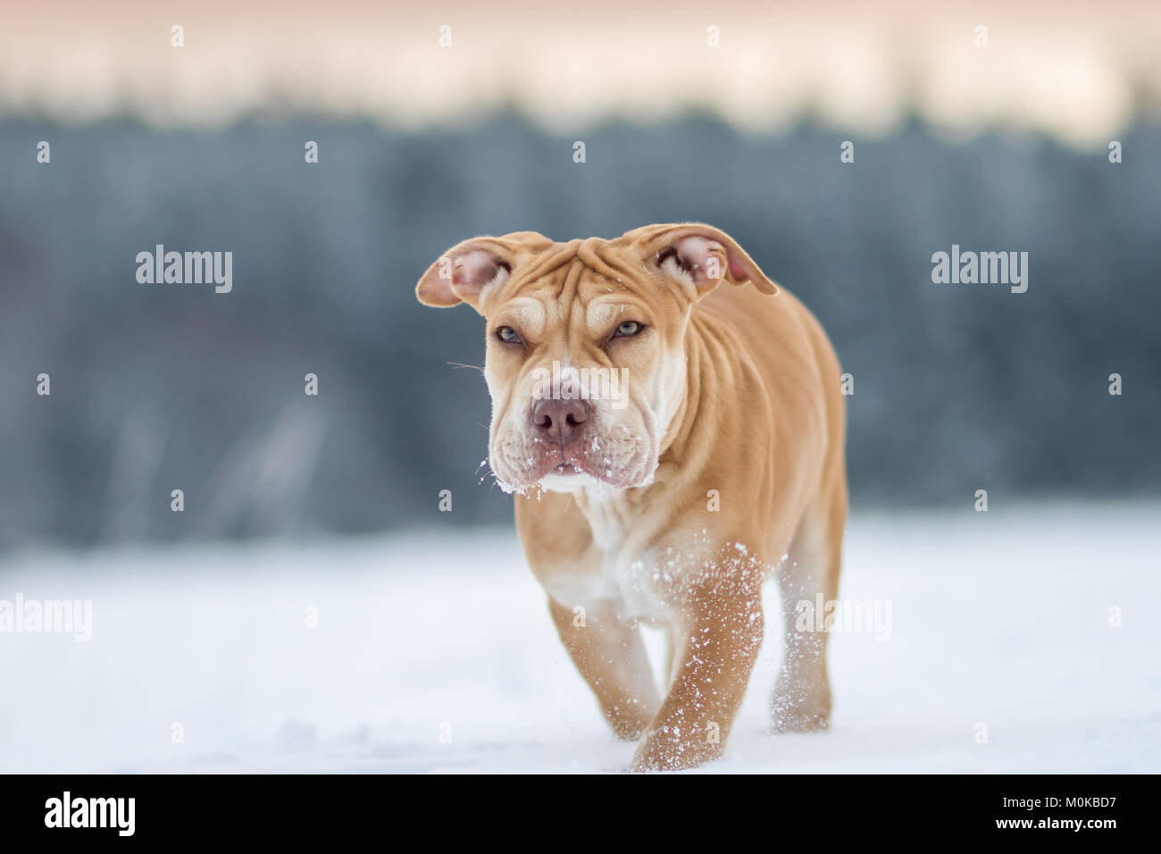 Die Pit Bulldog Welpen Wandern im Schnee Stockfoto