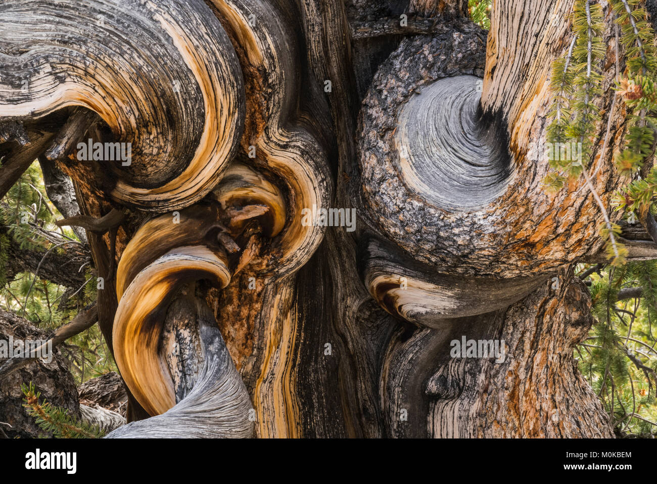Nahaufnahme einer Bristlecone Pine Tree, Bristlecone Pine National Forest, Kalifornien, Vereinigte Staaten von Amerika Stockfoto