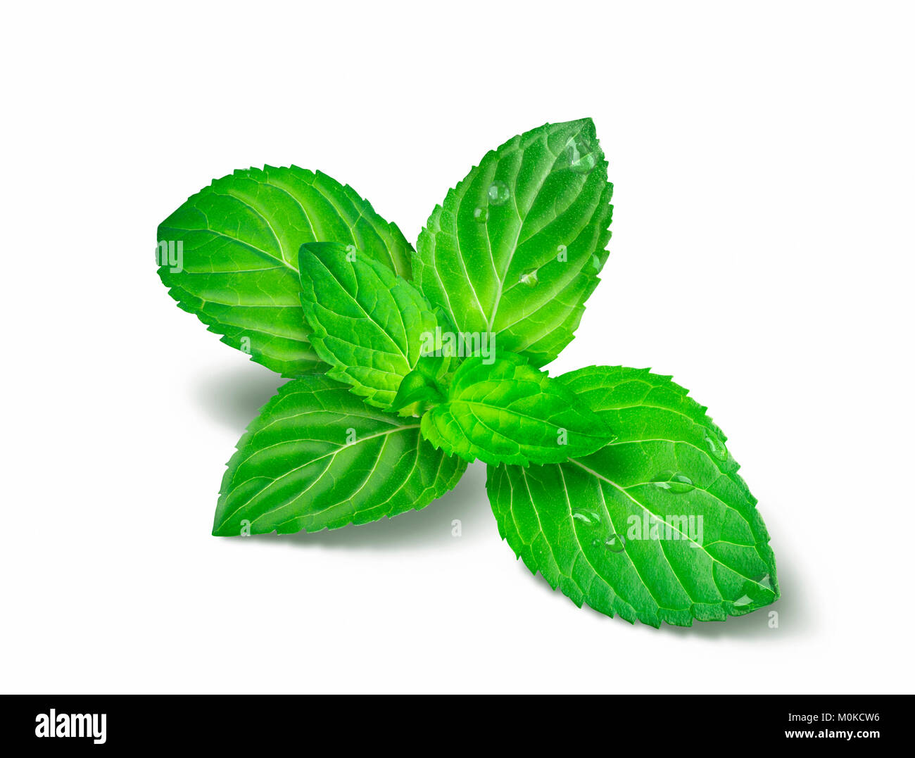 Frischer Pfefferminze Blätter mit Wassertropfen auf einem weißen Hintergrund Stockfoto