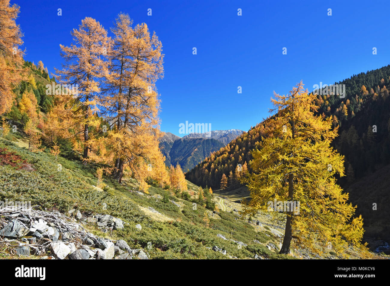 Bunte Herbst Wald an einem sonnigen Tag in den Tiroler Alpen, Österreich Stockfoto