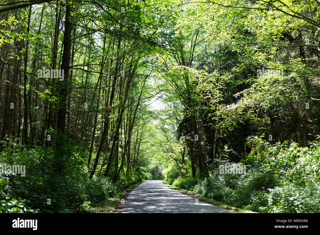 Eine Landstraße dappled mit Sonnenlicht in den Schatten und gesäumt von üppigen Bäumen in grünem Laub; Whidbey Island, Washington, Vereinigte Staaten von Amerika Stockfoto