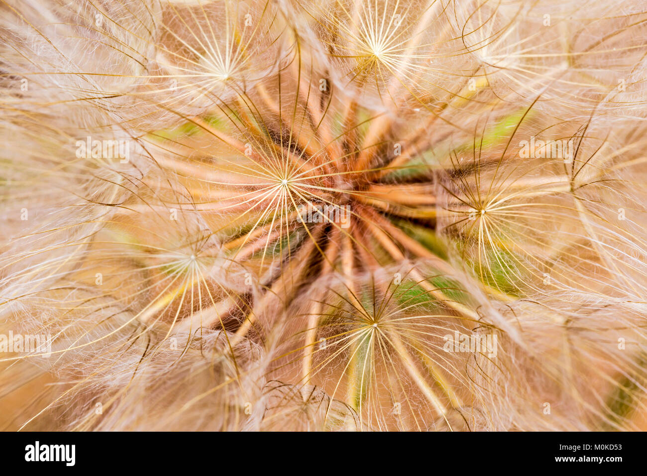 Extreme close-up von einem Löwenzahn Samen Kopf; Naramata, British Columbia, Kanada Stockfoto
