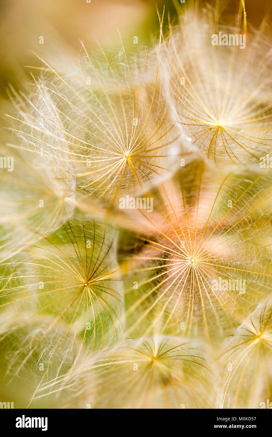Extreme close-up von einem Löwenzahn Samen Kopf; Naramata, British Columbia, Kanada Stockfoto