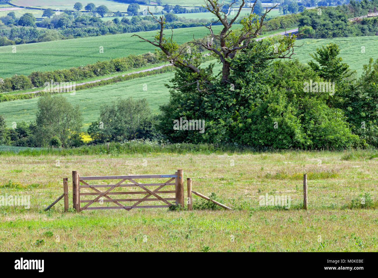 Grüne Felder, Wiesen, Land, Straße, Hecke und hölzerne Tor, ländliche englische Landschaft, Sommer. Stockfoto