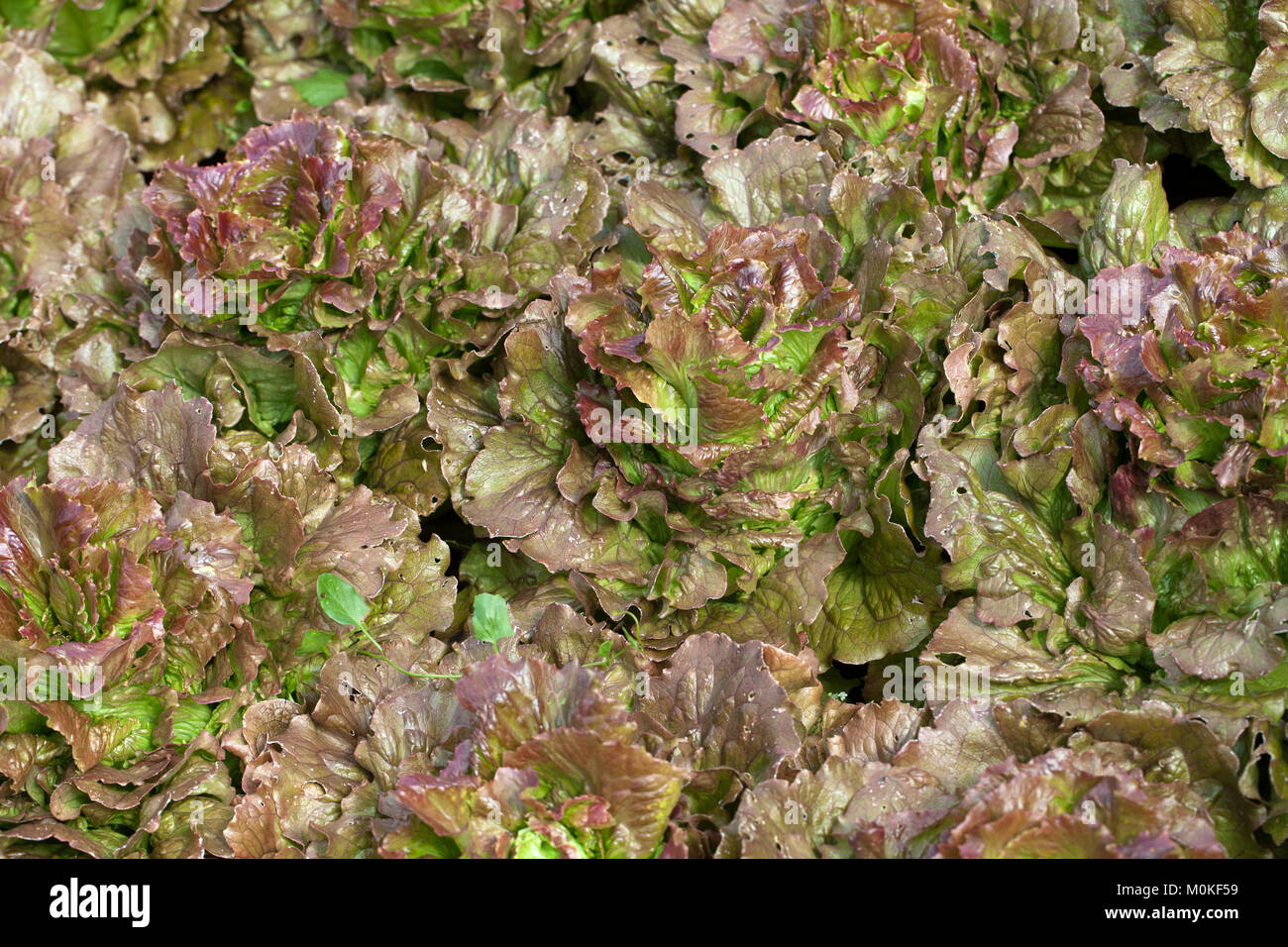 Bereich der Roten und Grünen Frisee Kopfsalat wächst in Zeilen Stockfoto