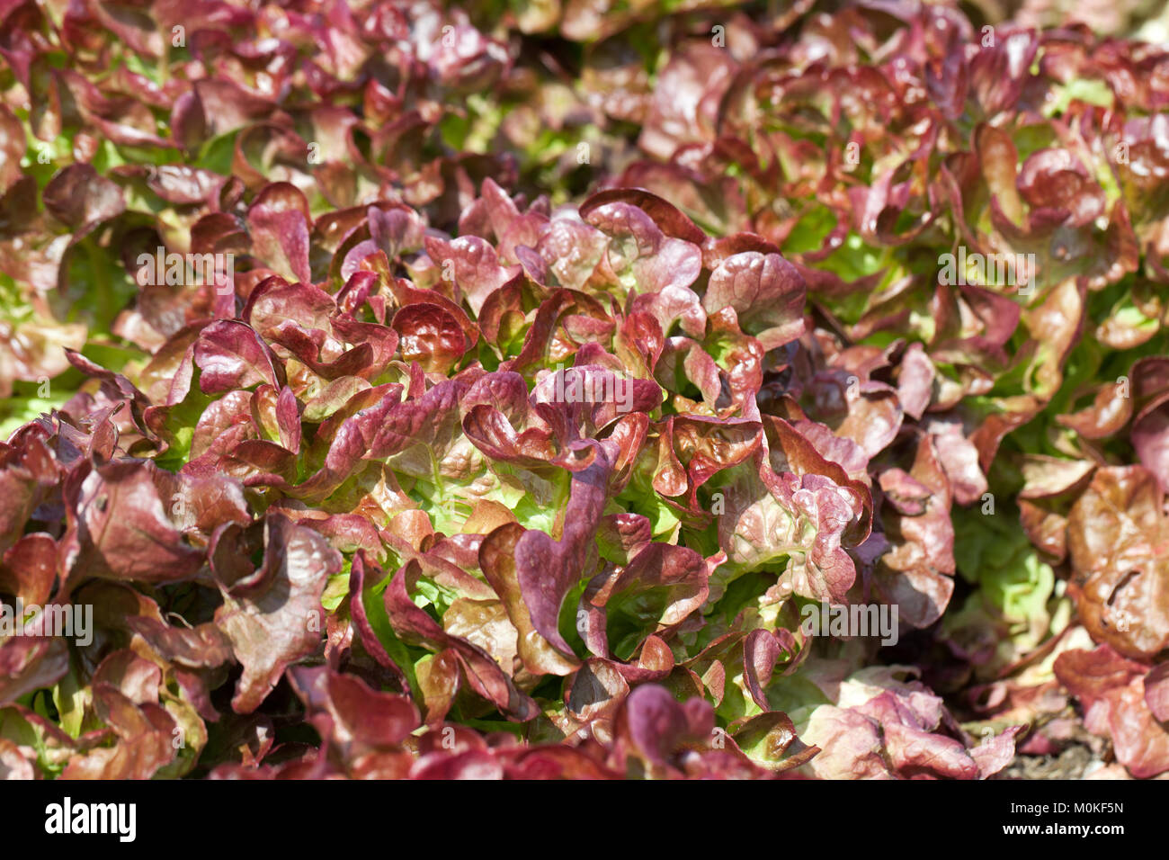 Bereich der Roten und Grünen Frisee Kopfsalat wächst in Zeilen Stockfoto