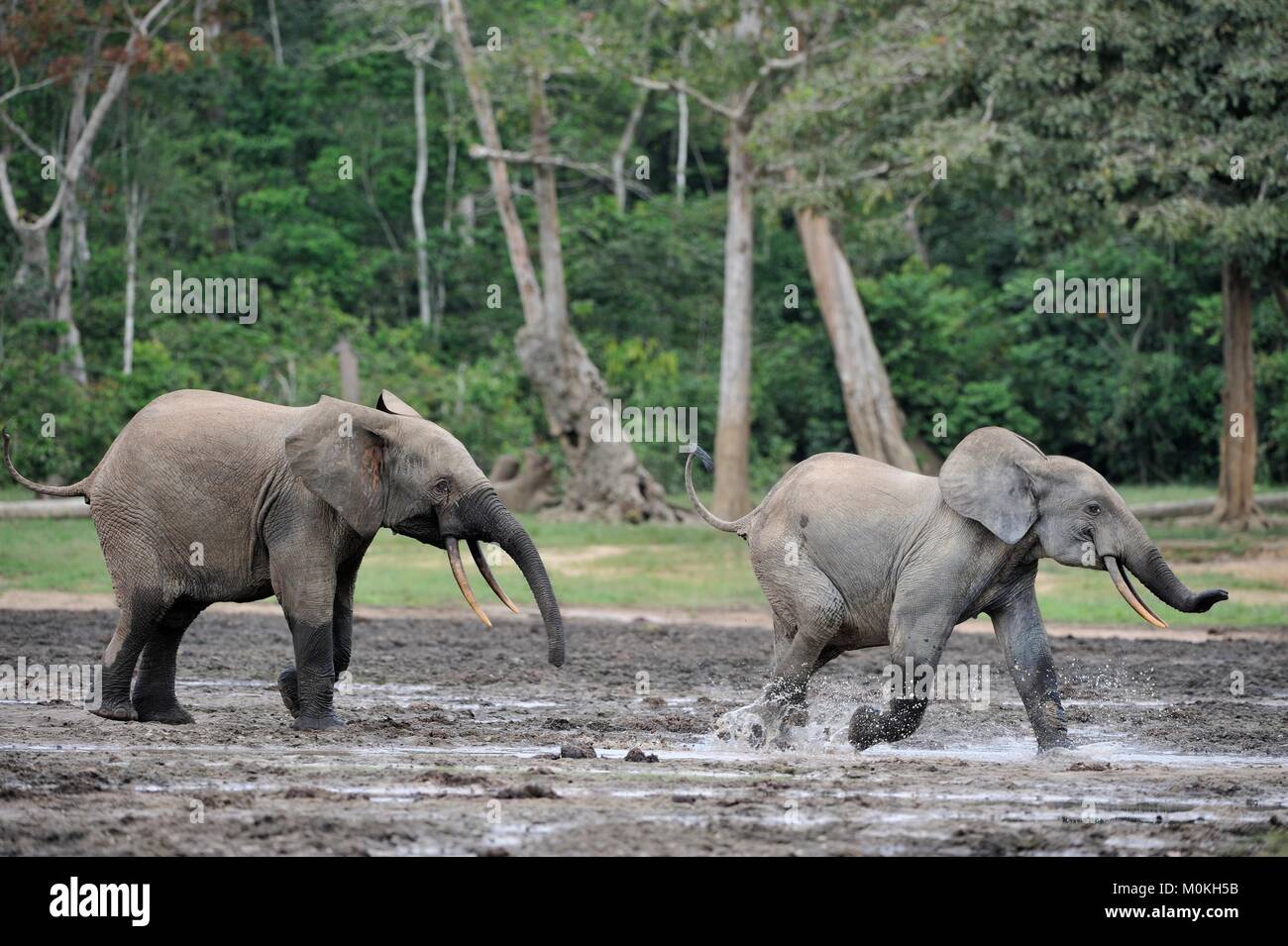 Die Afrikanischen Wald Elefant, Loxodonta africana cyclotis (Wald Wohnung Elefant) der Congo Basin. Auf der Dzanga Kochsalzlösung (a forest Clearing) Zentrale Stockfoto