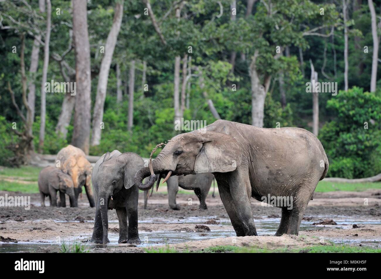 Die Afrikanischen Wald Elefant, Loxodonta africana cyclotis (Wald Wohnung Elefant) der Congo Basin. Auf der Dzanga Kochsalzlösung (a forest Clearing) Zentrale Stockfoto