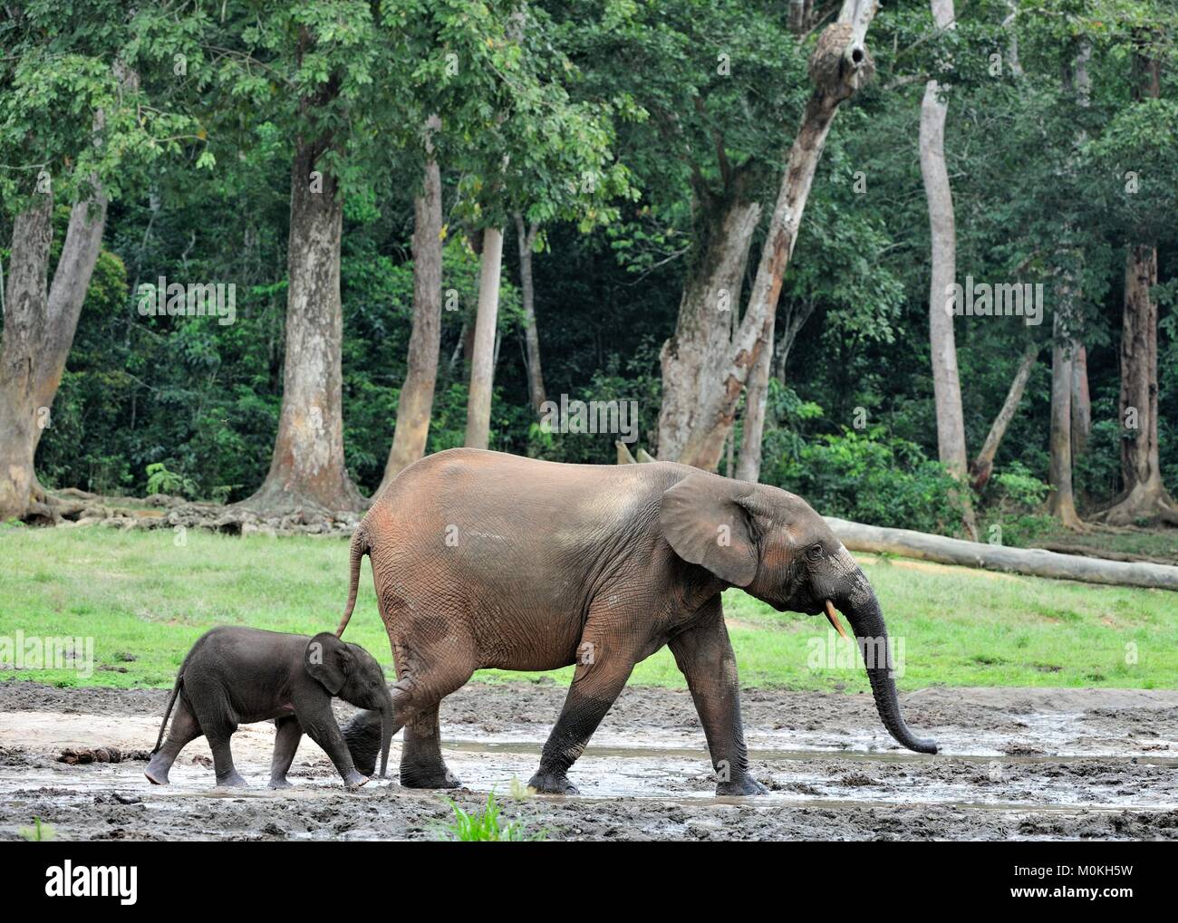 Der Elefant Kalb und elefantenkuh der Afrikanischen Wald Elefant, Loxodonta africana cyclotis. Auf der Dzanga Kochsalzlösung (eine Lichtung) Zentralafrikanische Stockfoto