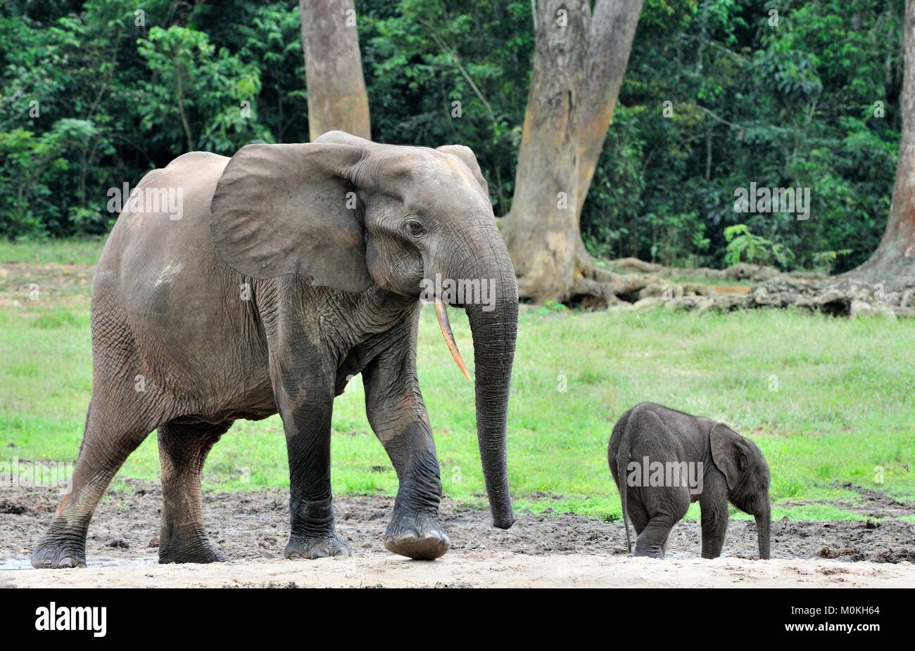 Der Elefant Kalb und elefantenkuh der Afrikanischen Wald Elefant, Loxodonta africana cyclotis. Auf der Dzanga Kochsalzlösung (eine Lichtung) Zentralafrikanische Stockfoto