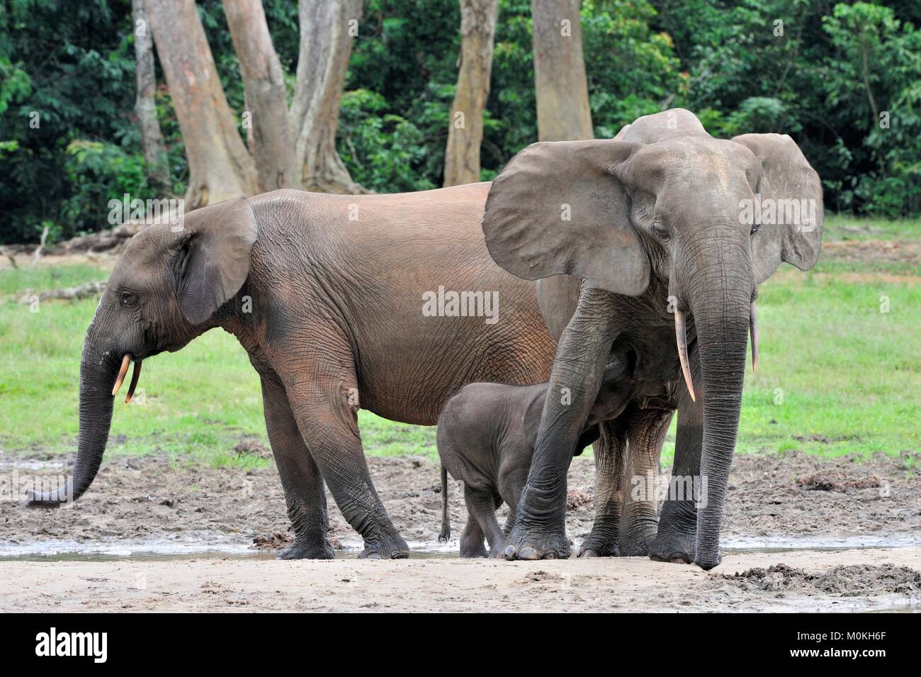 Die Afrikanischen Wald Elefant, Loxodonta africana cyclotis (Wald Wohnung Elefant) der Congo Basin. Auf der Dzanga Kochsalzlösung (a forest Clearing) Zentrale Stockfoto