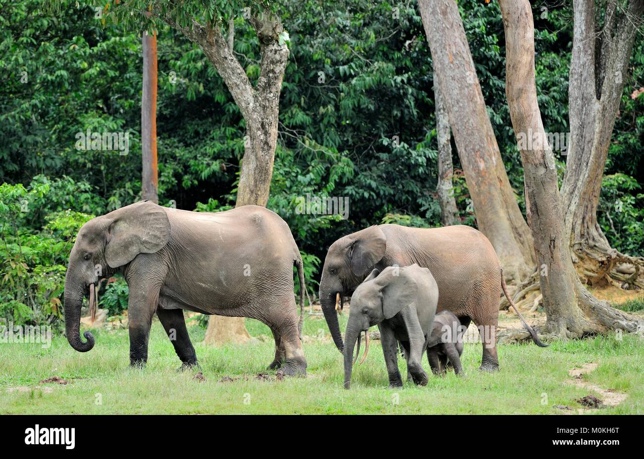 Der Elefant Kalb und elefantenkuh der Afrikanischen Wald Elefant, Loxodonta africana cyclotis. Auf der Dzanga Kochsalzlösung (eine Lichtung) Zentralafrikanische Stockfoto