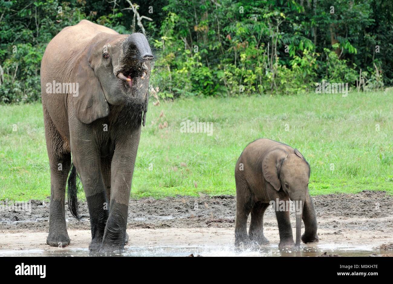 Der Elefant Kalb und elefantenkuh der Afrikanischen Wald Elefant, Loxodonta africana cyclotis. Auf der Dzanga Kochsalzlösung (eine Lichtung) Zentralafrikanische Stockfoto