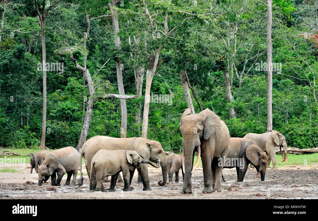 Die Afrikanischen Wald Elefant, Loxodonta africana cyclotis (Wald Wohnung Elefant) der Congo Basin. Auf der Dzanga Kochsalzlösung (a forest Clearing) Zentrale Stockfoto
