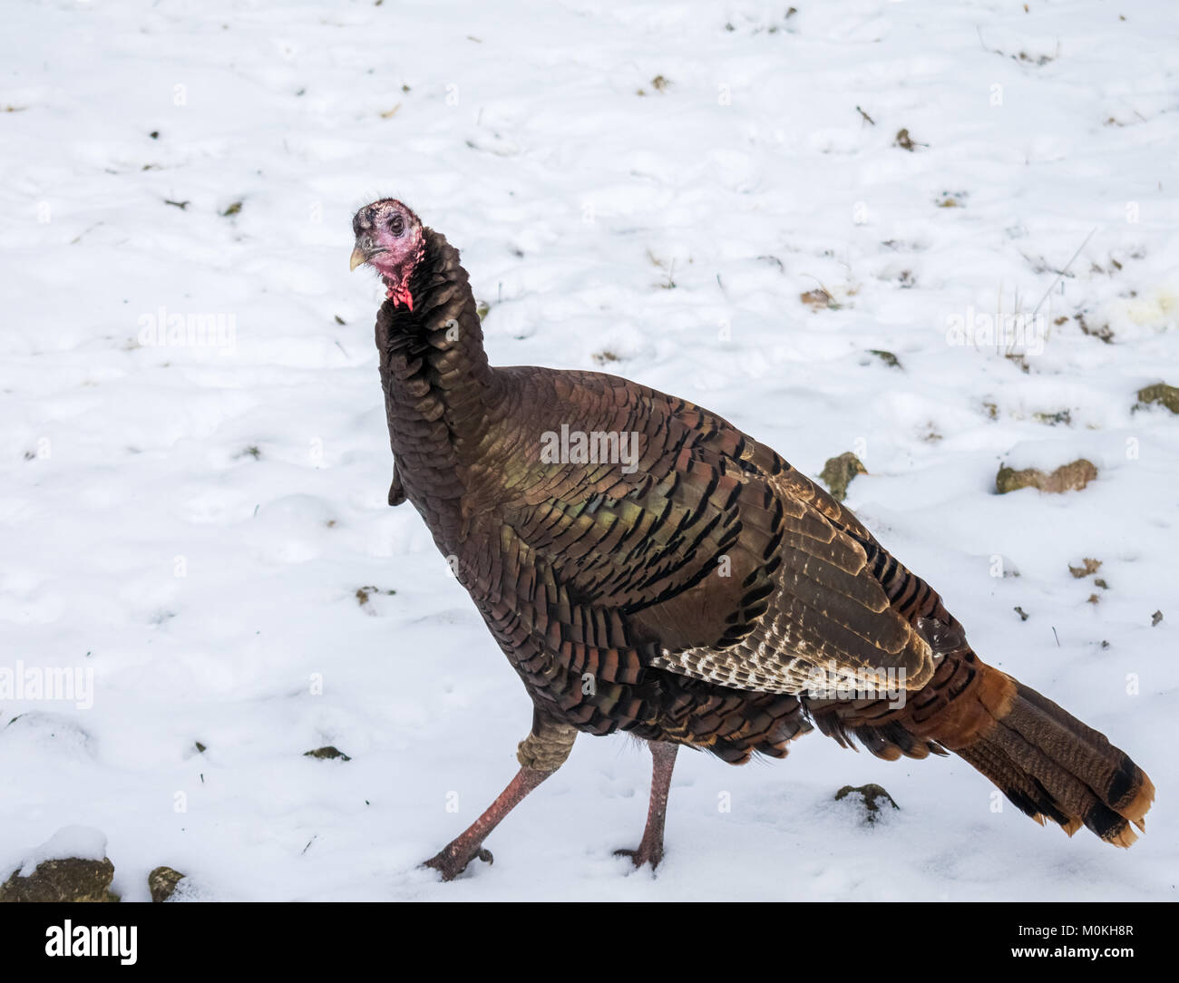 der truthahn läuft im Schnee Stockfoto