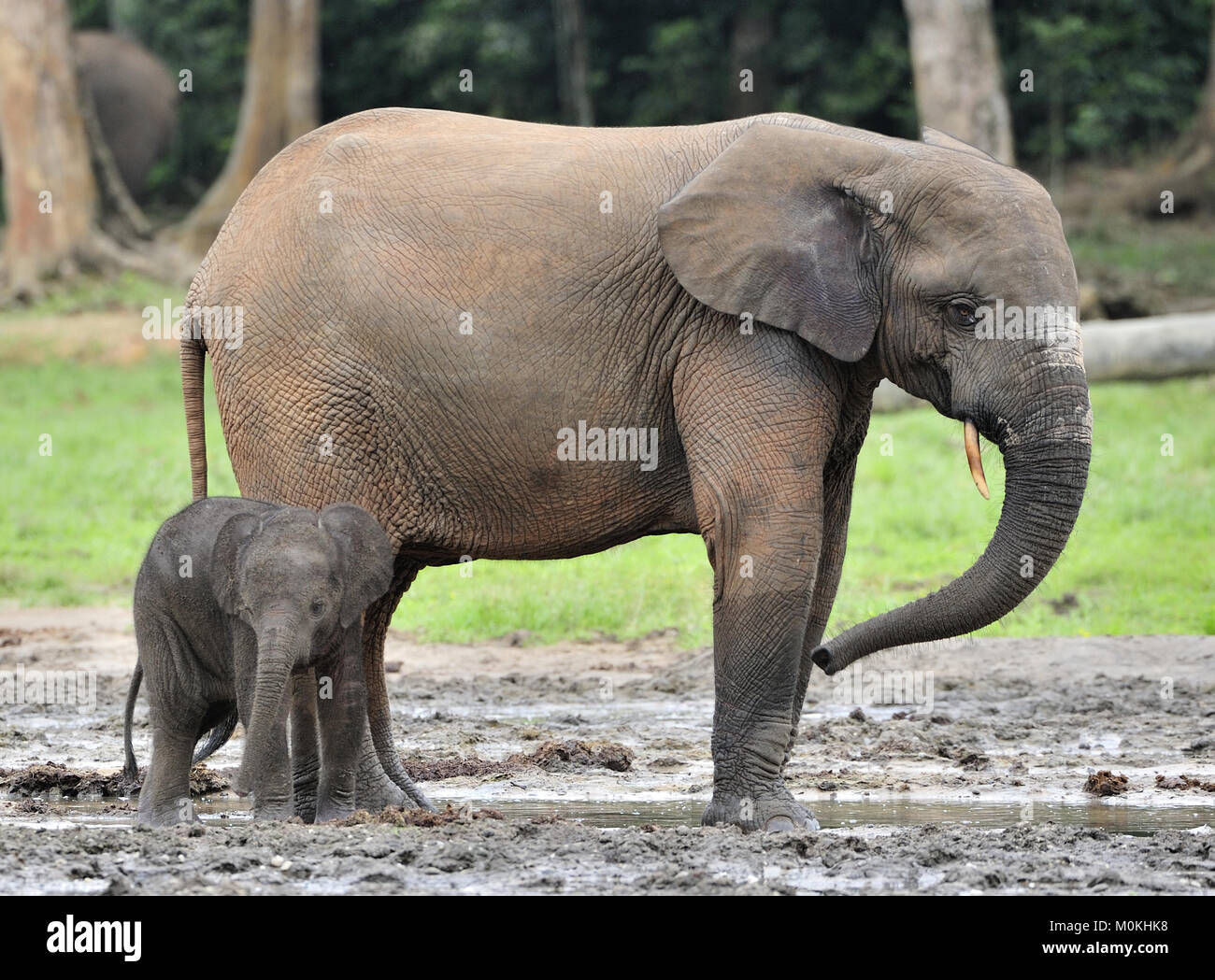 Der Elefant Kalb und elefantenkuh der Afrikanischen Wald Elefant, Loxodonta africana cyclotis. Auf der Dzanga Kochsalzlösung (eine Lichtung) Zentralafrikanische Stockfoto