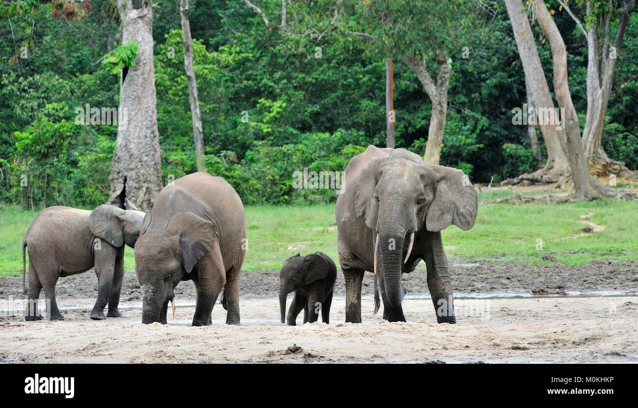 Der Elefant Kalb und elefantenkuh der Afrikanischen Wald Elefant, Loxodonta africana cyclotis. Auf der Dzanga Kochsalzlösung (eine Lichtung) Zentralafrikanische Stockfoto