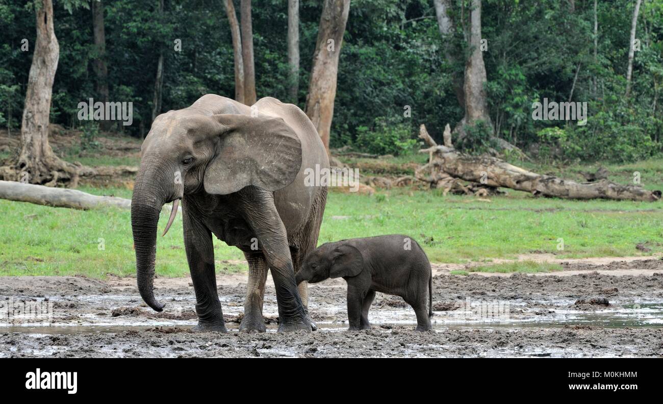 Der Elefant Kalb und elefantenkuh der Afrikanischen Wald Elefant, Loxodonta africana cyclotis. Auf der Dzanga Kochsalzlösung (eine Lichtung) Zentralafrikanische Stockfoto