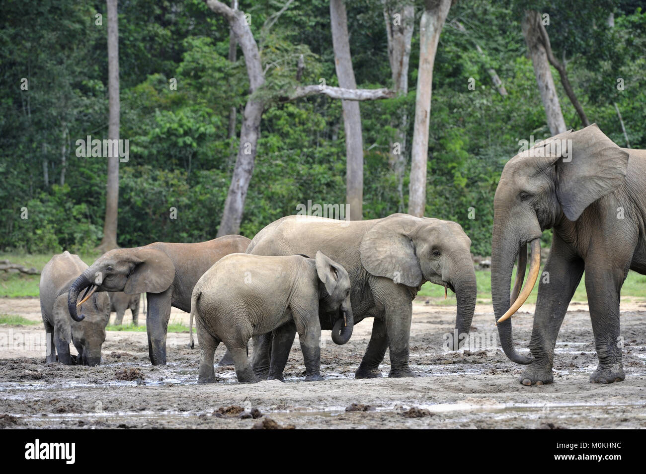 Die Afrikanischen Wald Elefant, Loxodonta africana cyclotis (Wald Wohnung Elefant) der Congo Basin. Auf der Dzanga Kochsalzlösung (a forest Clearing) Zentrale Stockfoto