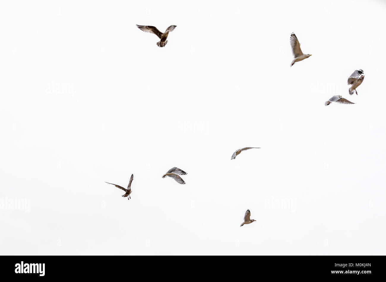 Möwen im Flug gegen einen weißen Winter sky Stockfoto