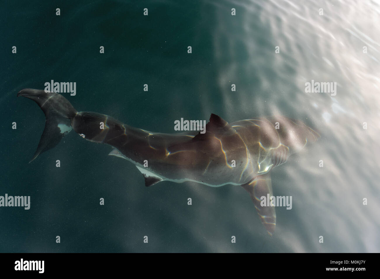 Weißer Hai (Carcharodon carcharias) im Wasser mit Sonnenlicht Strahlen Stockfoto