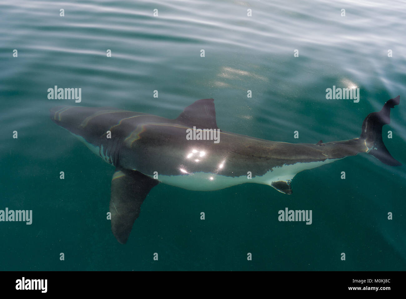 Weißer Hai (Carcharodon carcharias) im Wasser mit Sonnenlicht Strahlen Stockfoto