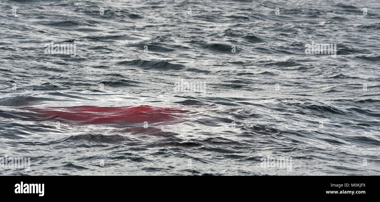 Fin eines Großen Weißen Hai (Carcharodon carcharias) im Blut. Der weiße