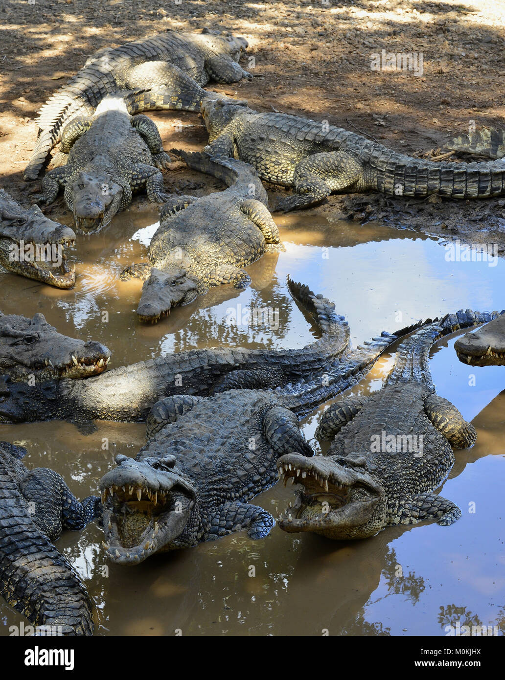 Gruppe von kubanischen Krokodile (crocodylus rhombifer). Bild in einem Naturpark in der Insel von Kuba genommen Stockfoto