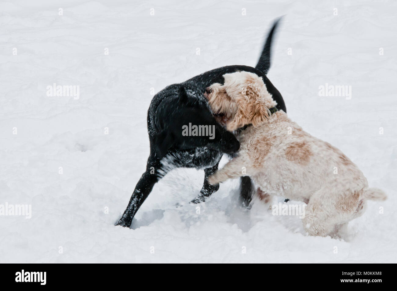 Schwarzes Labor und Cockapoo Spielen im Schnee. Stockfoto
