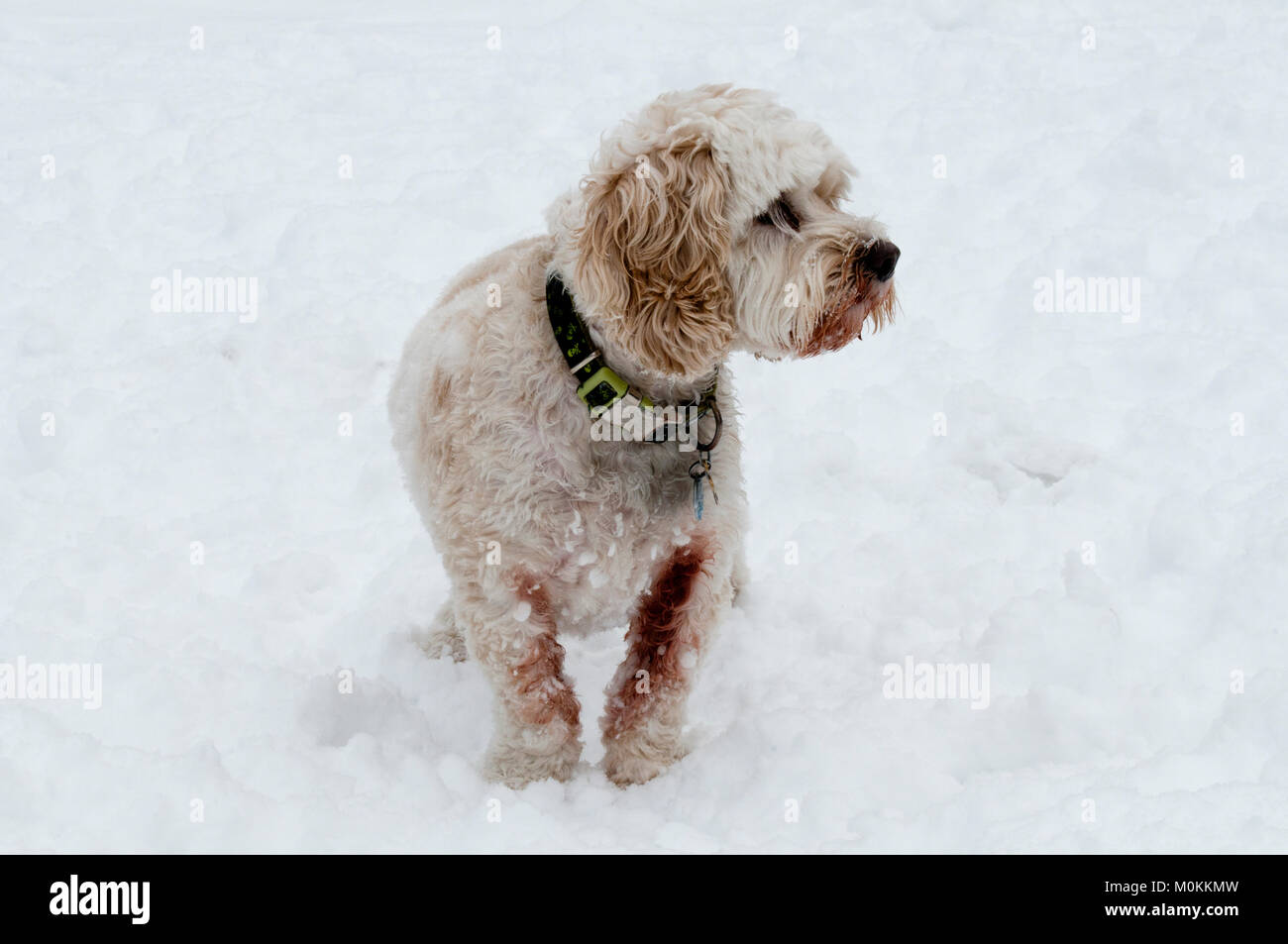 Cockapoo im Schnee Stockfoto