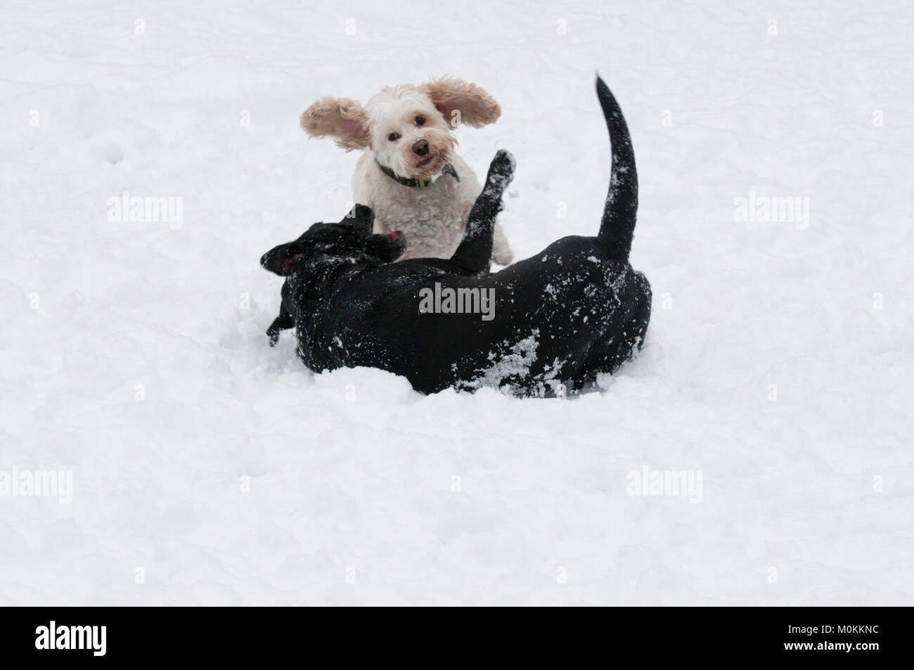 Cockapoo und schwarzer labrador retriever -Fotos und -Bildmaterial in ...