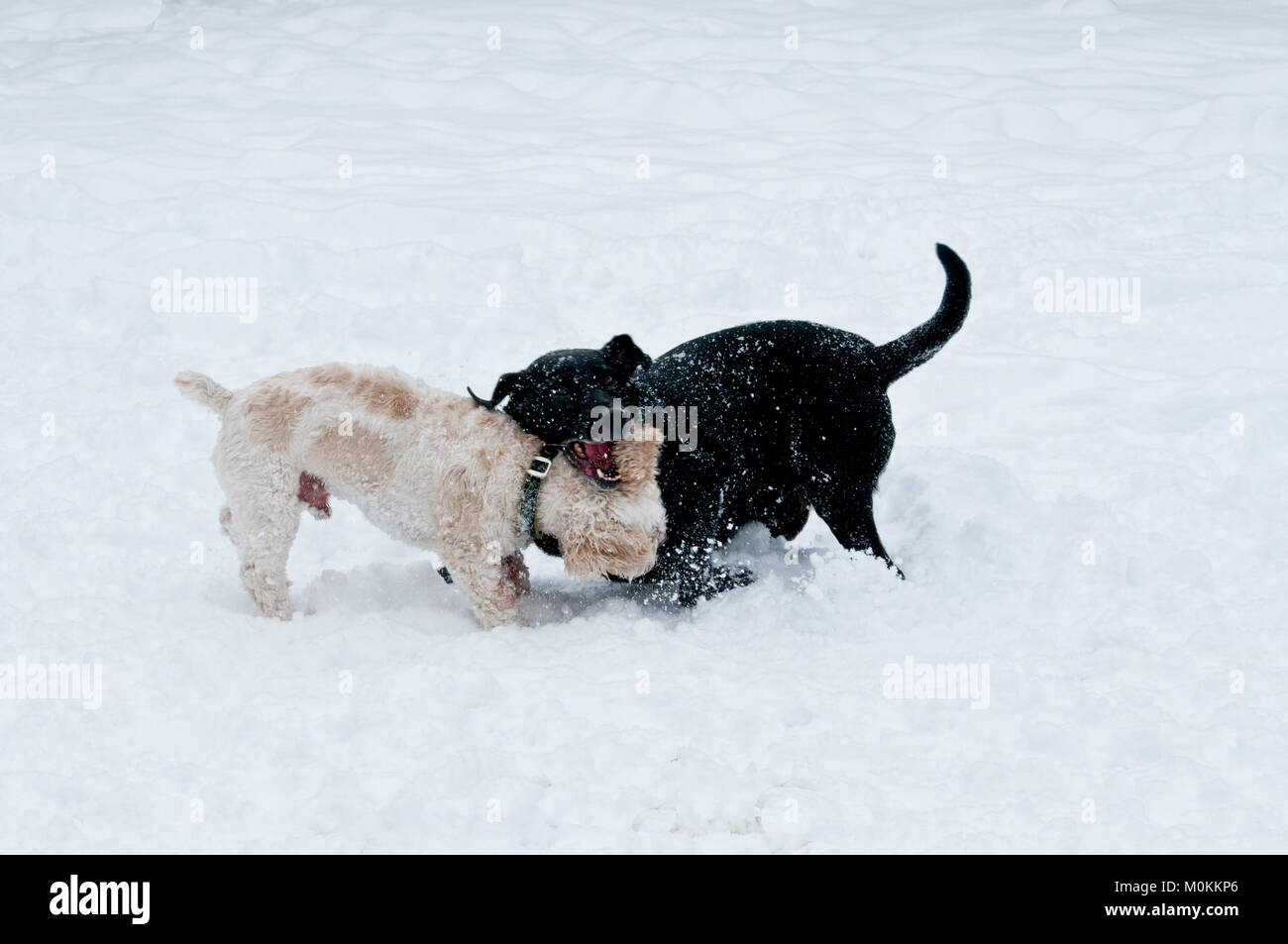 Schwarzer Labrador Retriever und Cockapoo playfighting im Schnee Stockfoto