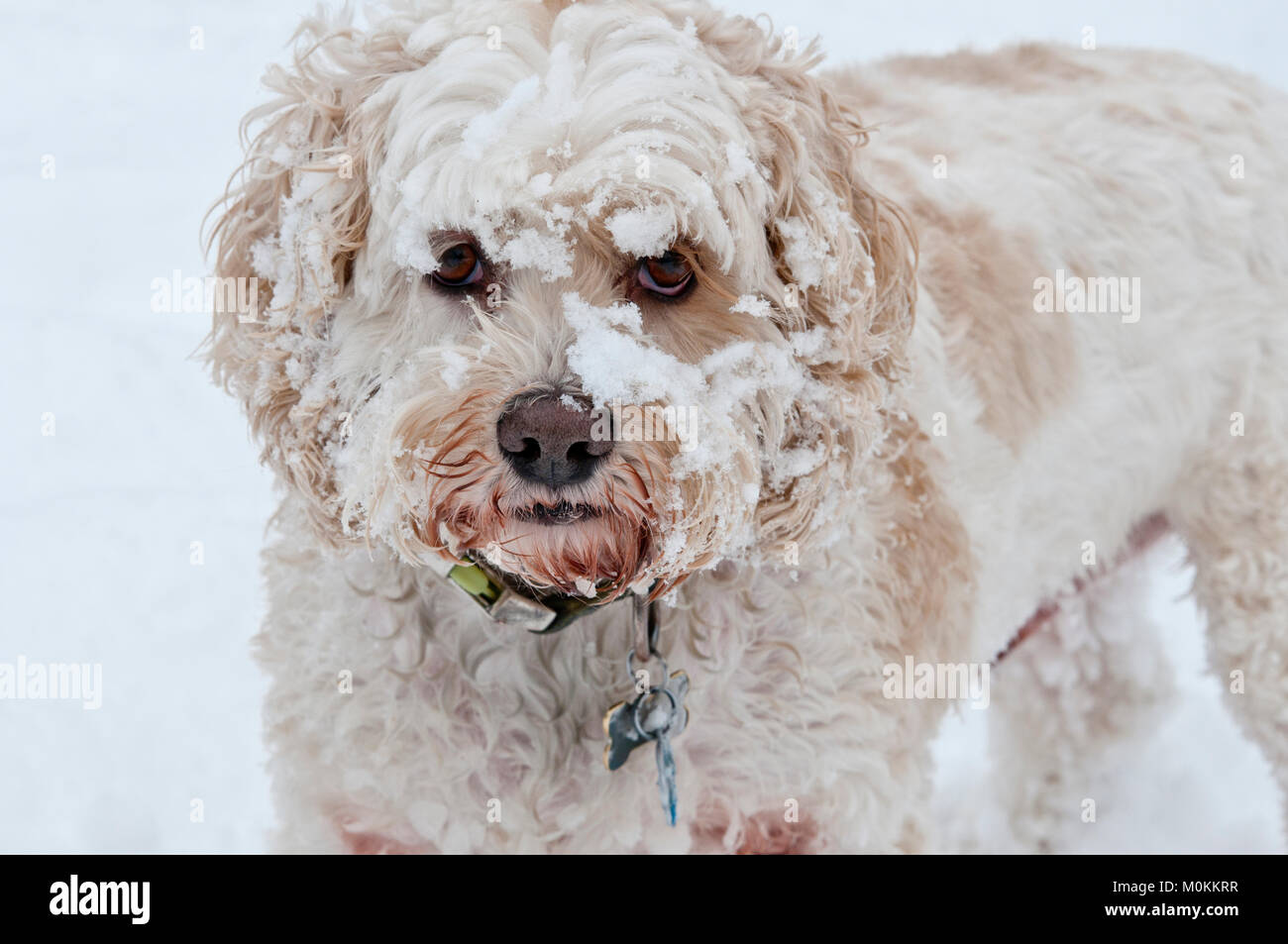 Cockapoo im Schnee Stockfoto