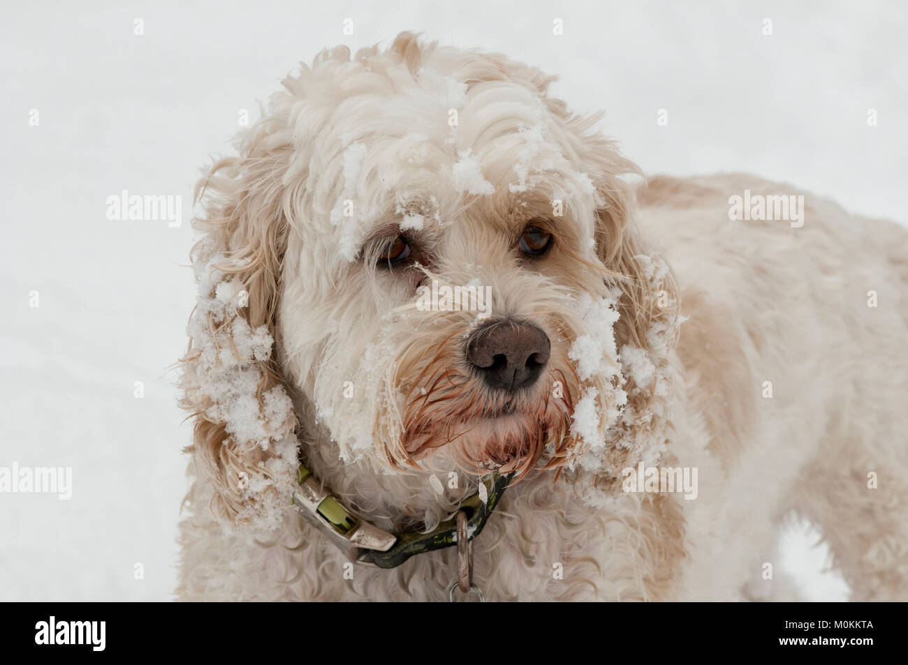 Cockapoo im Schnee Stockfoto