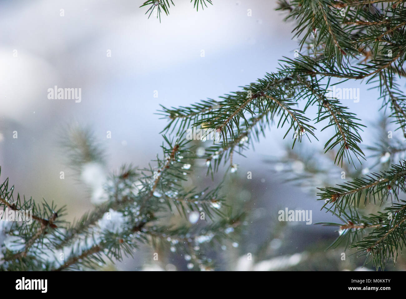 23. Januar 2018 Blätter von Fichte (Picea abies) mit Schnee und Wasser Tropfen abgedeckt Stockfoto