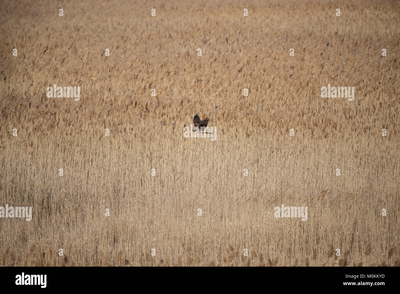Eine nördliche Harrier langsam jagt Beute über ein Feld von Phragmites in der Quinnipiac Fluss Gezeiten Marsh in North Haven, Connecticut. Stockfoto