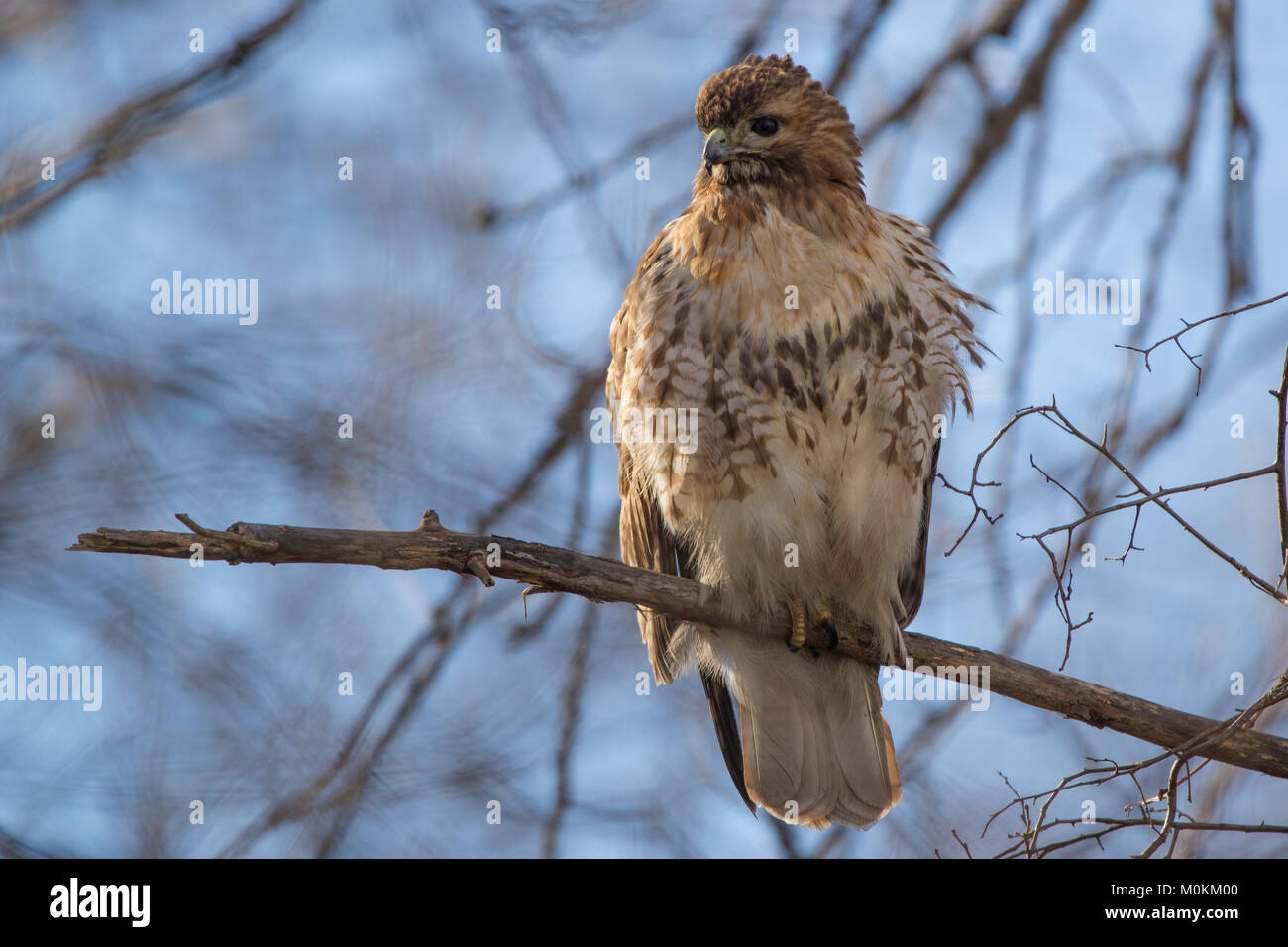 Ein Red-tailed hawk Sitzstangen auf einem Zweig an der Seite der Quinnipiac Fluss Gezeiten Marsh in North Haven. Stockfoto