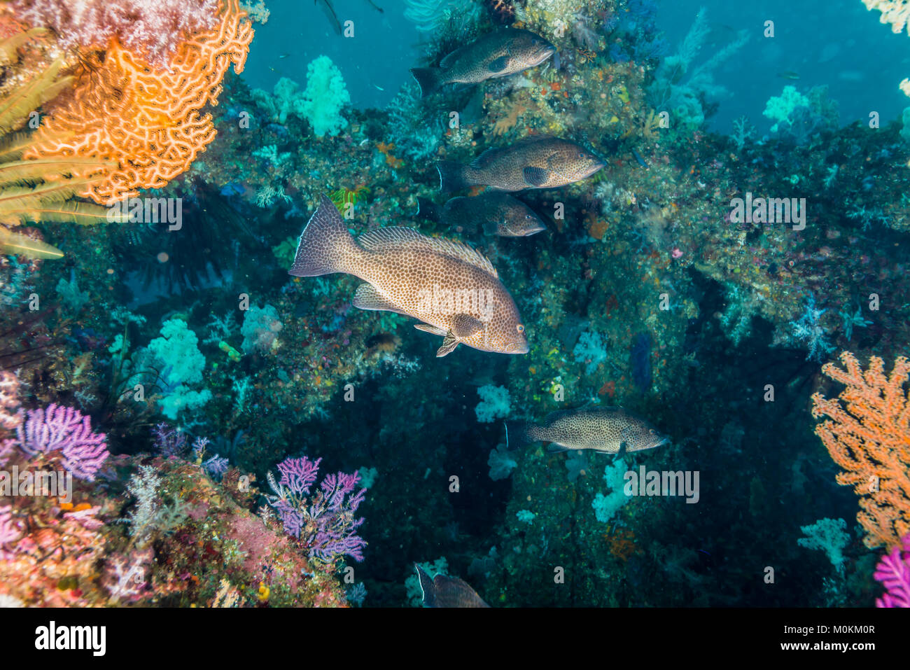 Areolate Grouper （Epinephelus areolatus Forsskål, 1775) an der künstlichen Fisch Reef. Tiefe 20 m Stockfoto