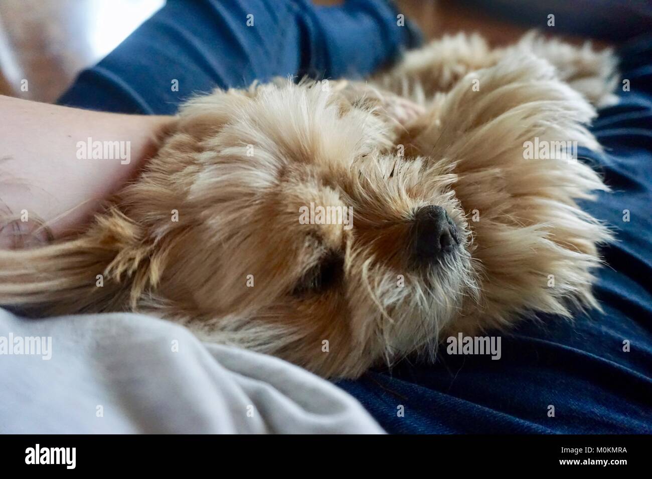 Sleepy kuschelig Shitzu Stockfoto