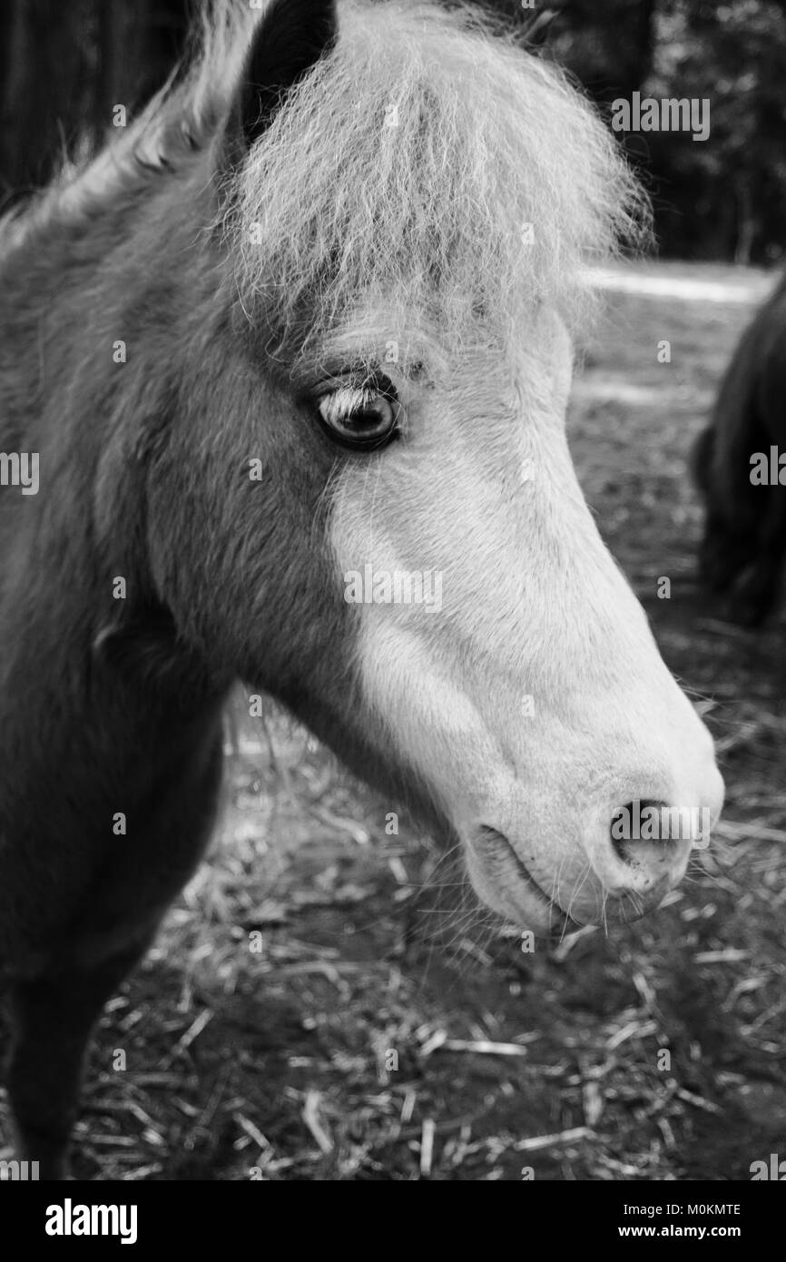 Schwarz und Weiß miniatur Pferd Stockfoto
