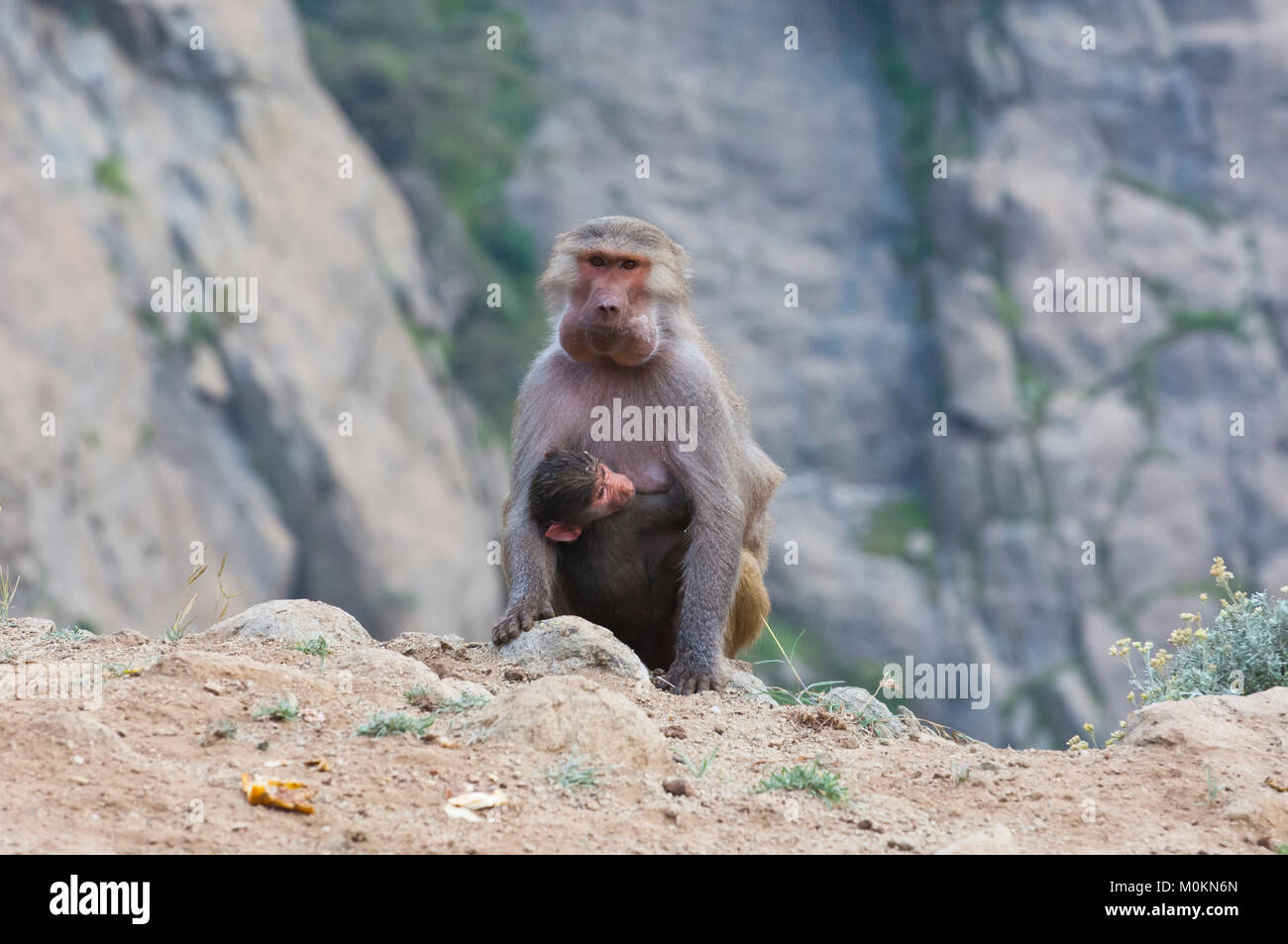 Paviane in den Bergen von South West Arabien, an einem bewölkten Tag Stockfoto