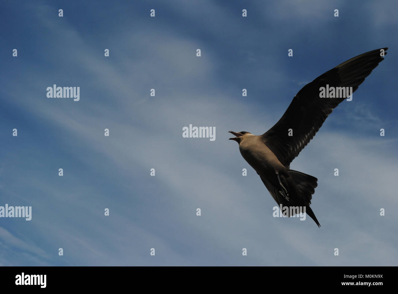 Skua Möwe im Flug gegen den blauen Himmel. Flug Stockfoto
