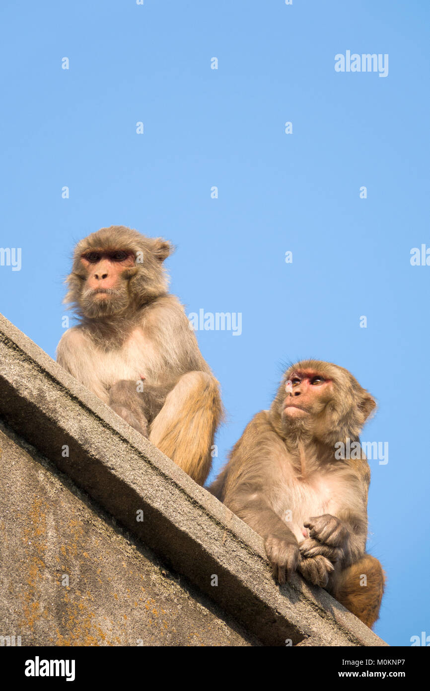 Rhesus Makaken (Macaca mulatta) Affen sitzen auf dem Dach bei Swayambhunath Tempel, Kathmandu Stockfoto