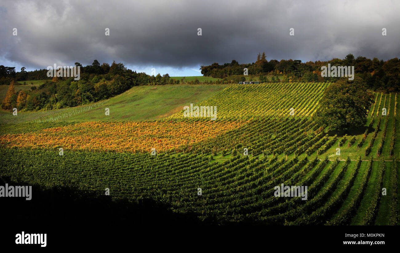 Denbies Wine Estate im Herbst in der Nähe von Dorking, Surrey, England, Großbritannien Stockfoto