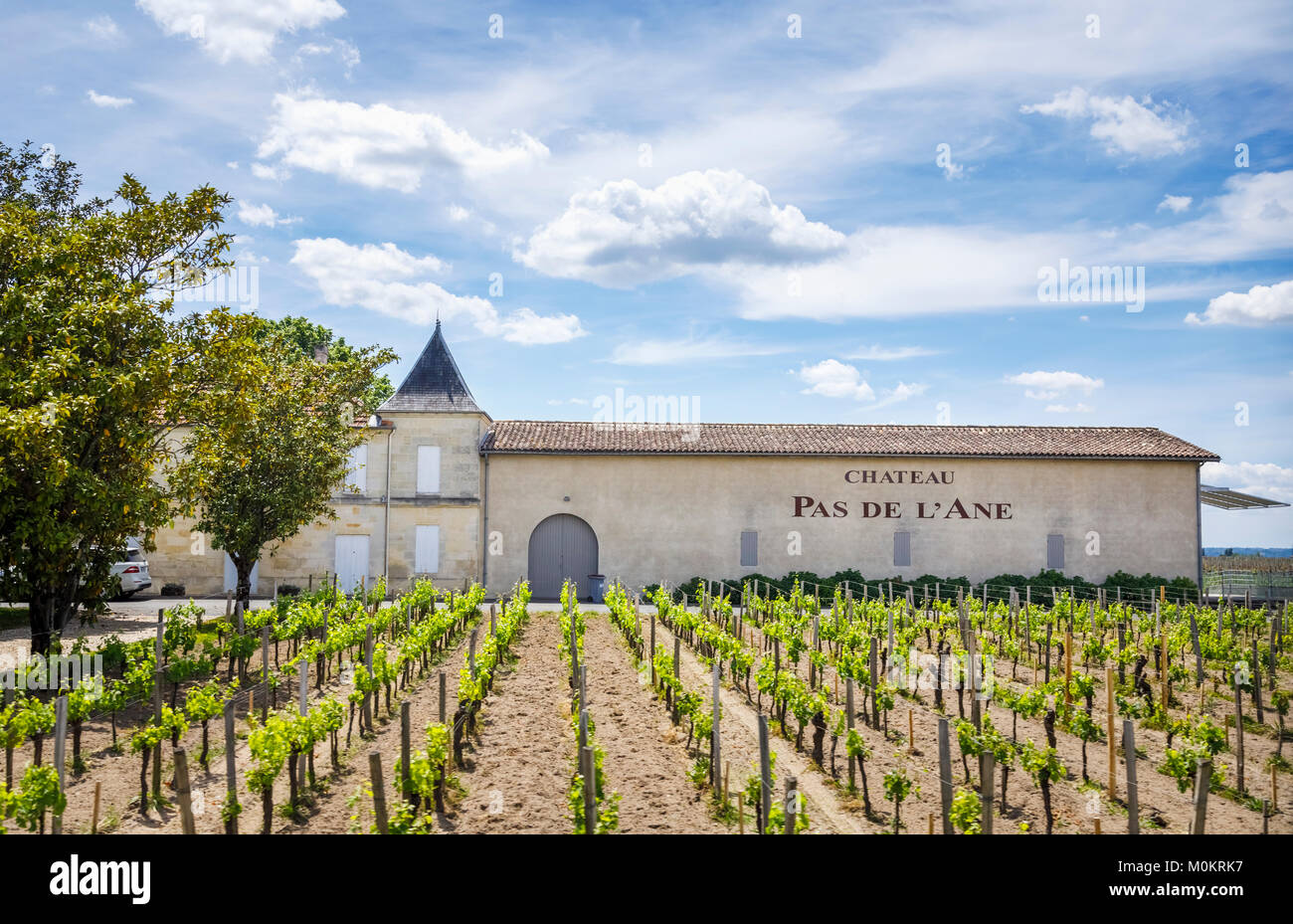 Reihen von jungen Reben wachsen in einem Weinberg im Chateau Pas De L'Ane, St Emilion, Gironde, Nouvelle-Aquitaine, im Südwesten von Frankreich Stockfoto