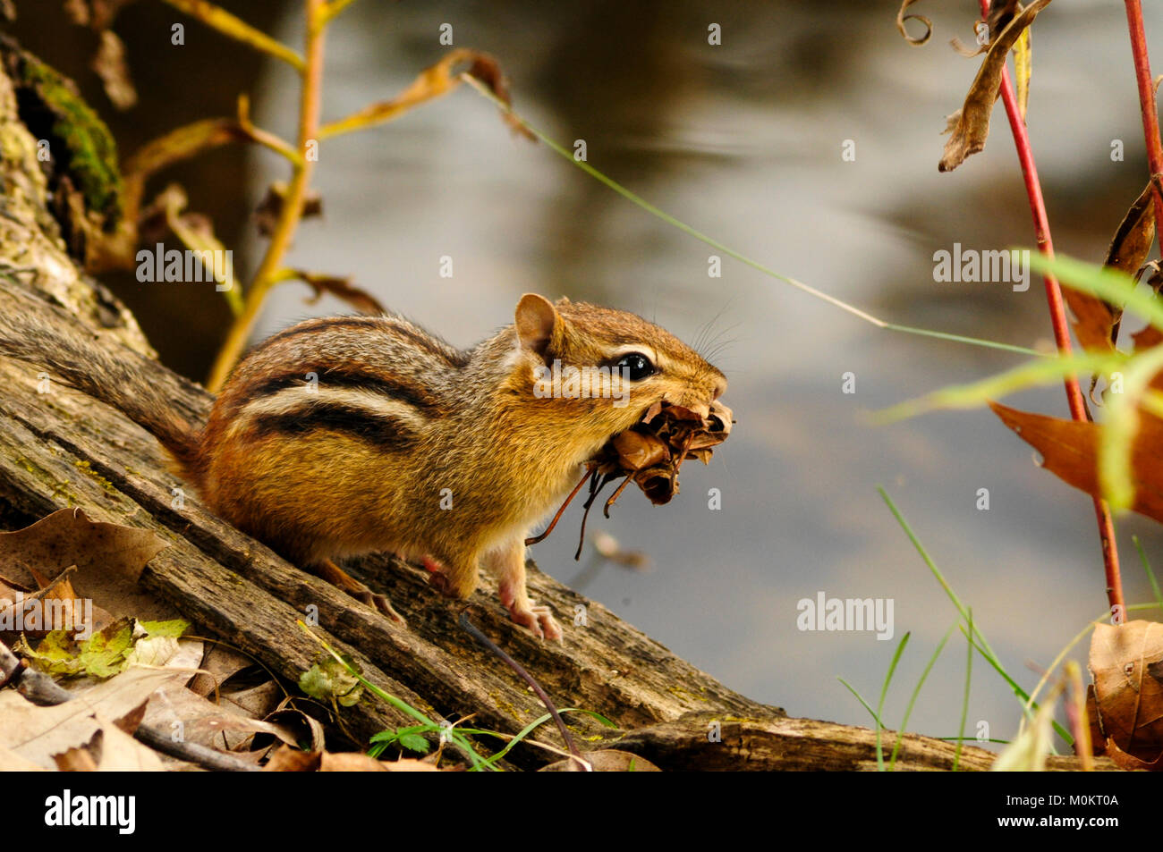 Chipmunk sammeln Blätter für den Winter, fünf Flüsse Environmental Education Center, Delmar, New York Stockfoto