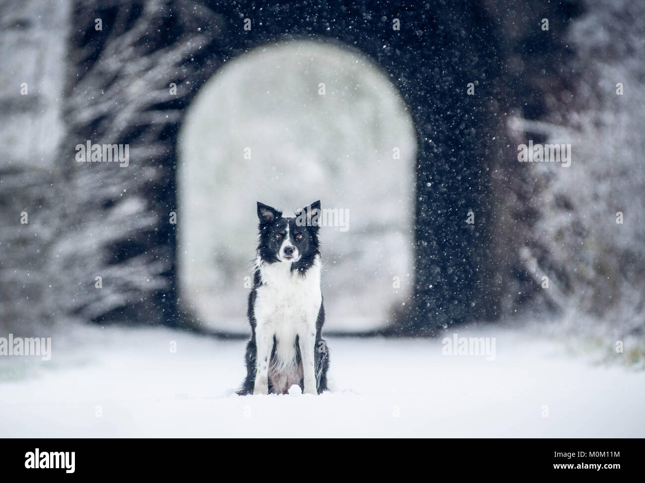 Hund sitzen vor dem Tunnel. Schwarze und Weiße Border Collie bei Schneewetter sitzen. Stockfoto