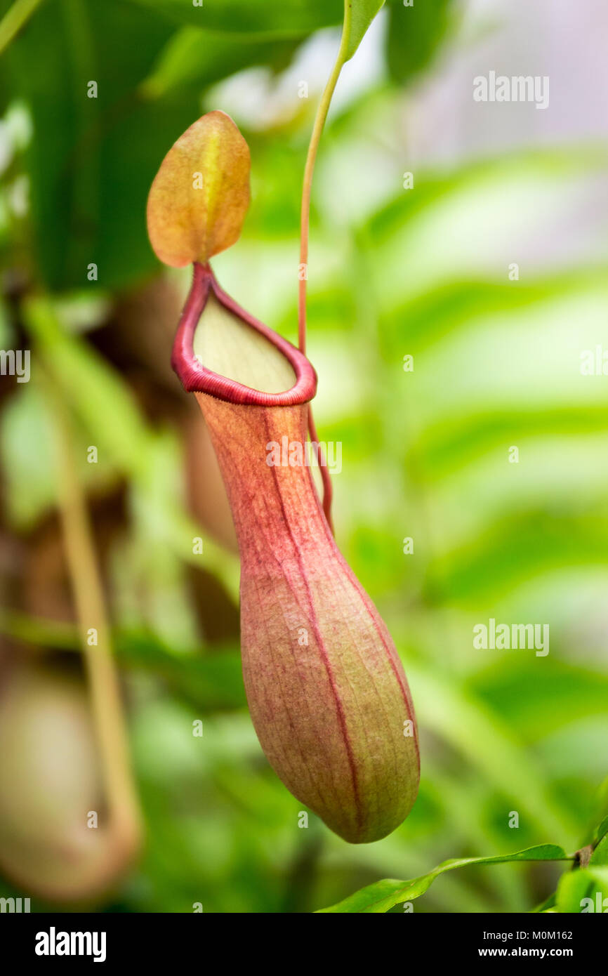 Nahaufnahme der tropischen Kannenpflanze in Garten, Nepenthes. Stockfoto